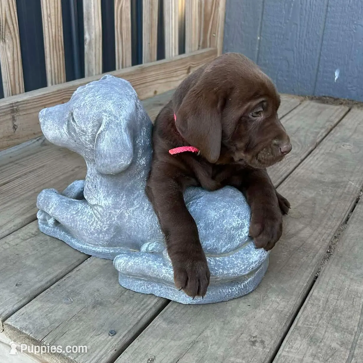 Bella, a female Labrador Retriever for sale in Scotland, SD – Photo 2 of 5