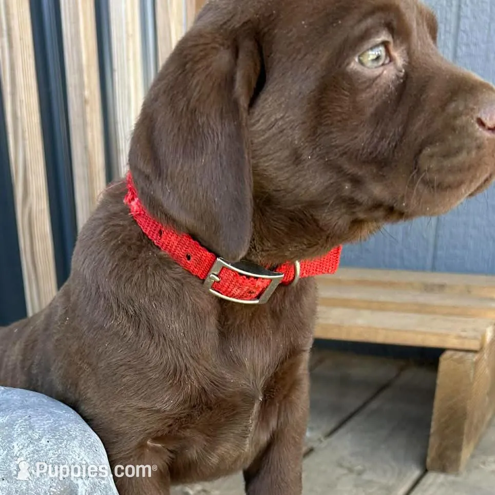 Bella – Labrador Retriever puppy for sale in Scotland, SD