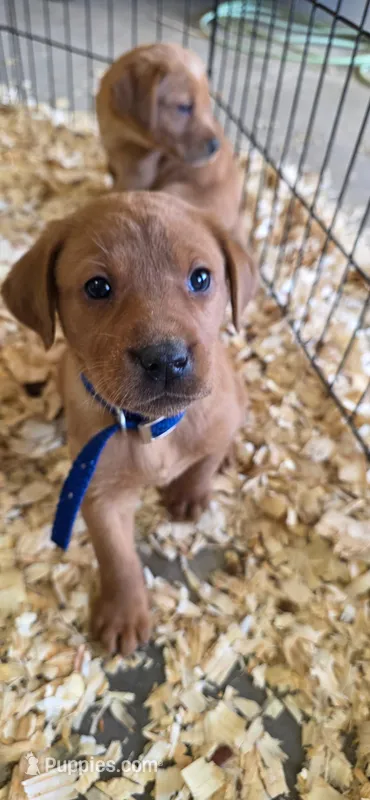 Red male – Labrador Retriever puppy for sale in Scotland, SD