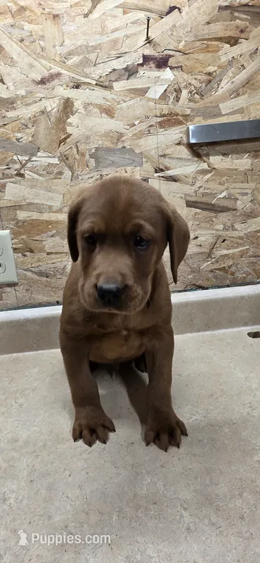 Red male – Labrador Retriever puppy for sale in Scotland, SD