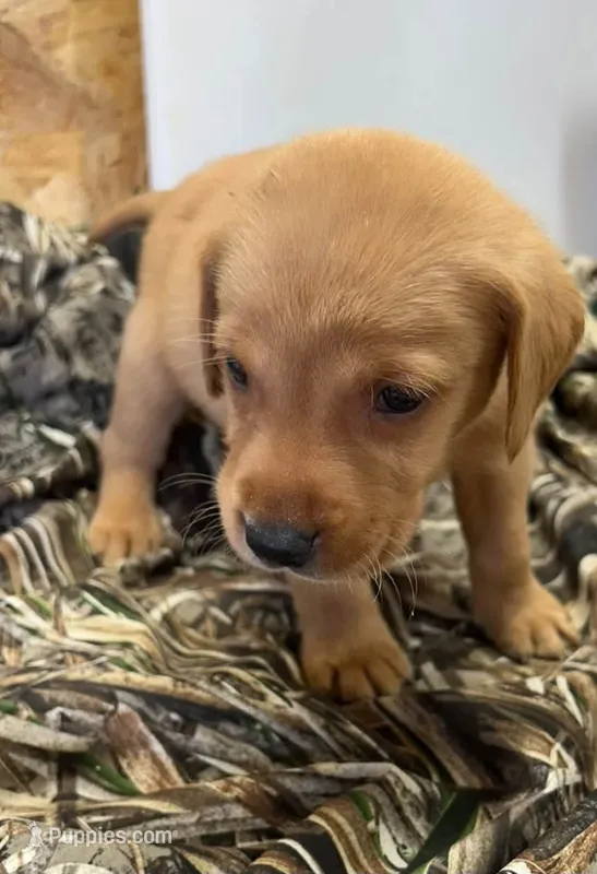 Yellow  – Labrador Retriever puppy for sale in Scotland, SD