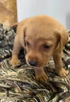 Yellow , a female Labrador Retriever for sale in Scotland, SD – 1 of 1
