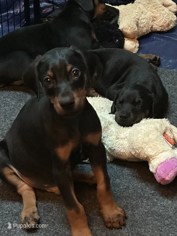 Sampson  – Doberman Pinscher puppy for sale in Evarts, KY
