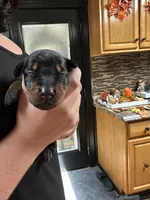 Rumi, a female Doberman Pinscher for sale in Evarts, KY – 7 of 10