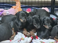 Sassy, a female Doberman Pinscher for sale in Evarts, KY – 8 of 10