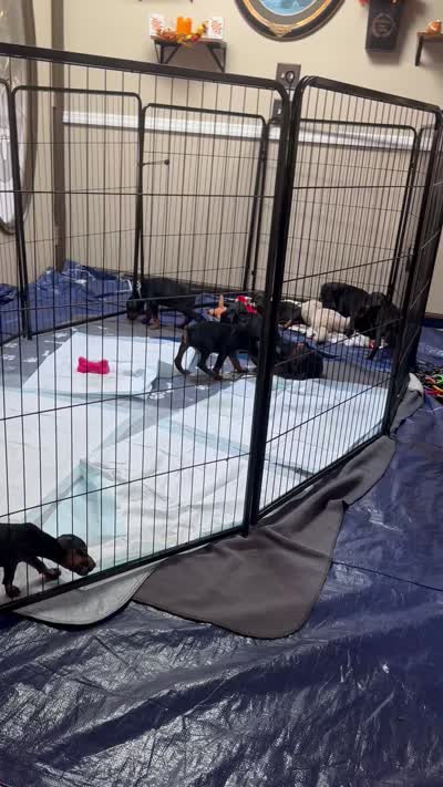 Sampson , a male Doberman Pinscher for sale in Evarts, KY – 4 of 5