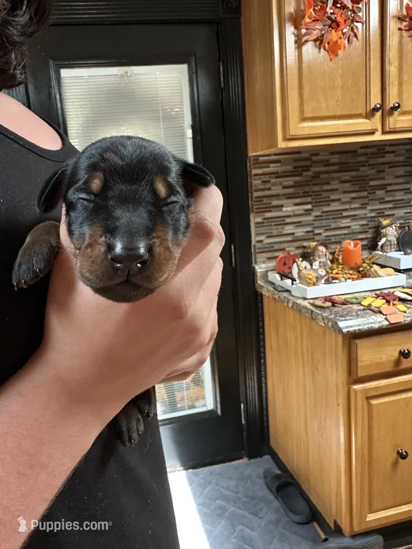Pretty boy – Doberman Pinscher puppy for sale in Evarts, KY