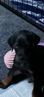 Sassy, a female Doberman Pinscher for sale in Evarts, KY – 3 of 10