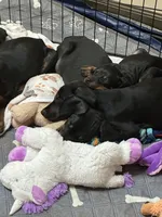 Molly, a female Doberman Pinscher for sale in Evarts, KY – 7 of 9