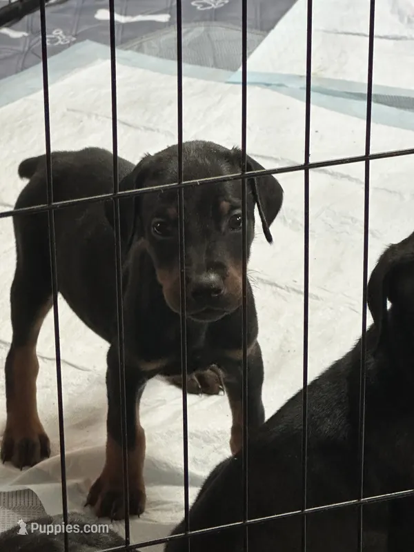 Sampson  – Doberman Pinscher puppy for sale in Evarts, KY