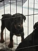 Sampson , a male Doberman Pinscher for sale in Evarts, KY – 1 of 5