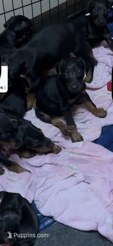 Tank – Doberman Pinscher puppy for sale in Evarts, KY
