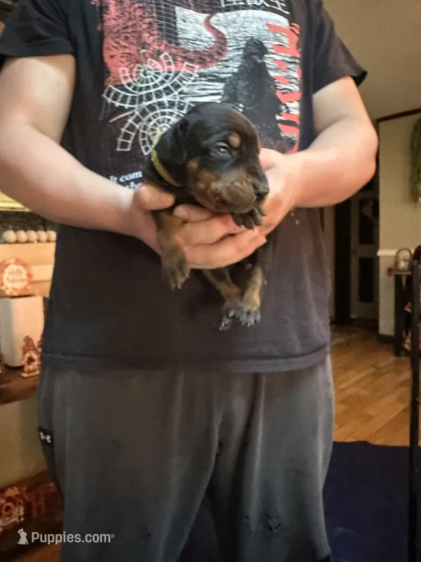 Tank – Doberman Pinscher puppy for sale in Evarts, KY