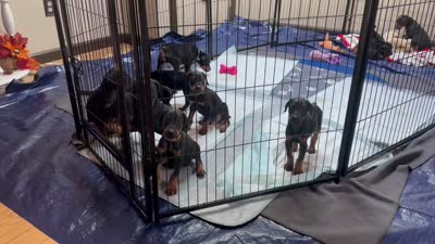 Sampson , a male Doberman Pinscher for sale in Evarts, KY – 3 of 5