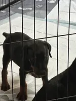 Sampson , a male Doberman Pinscher for sale in Evarts, KY – 2 of 5
