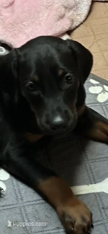 Molly – Doberman Pinscher puppy for sale in Evarts, KY