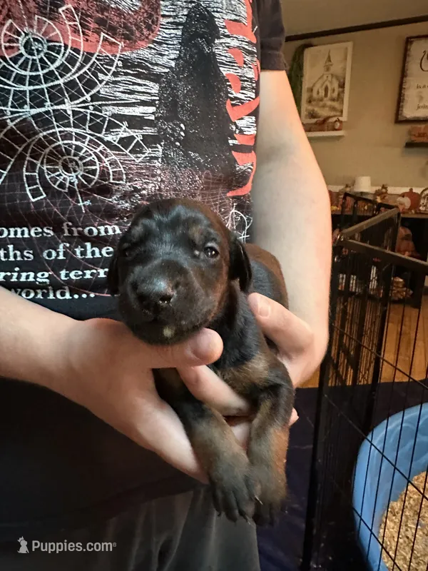 Ginger  – Doberman Pinscher puppy for sale in Evarts, KY