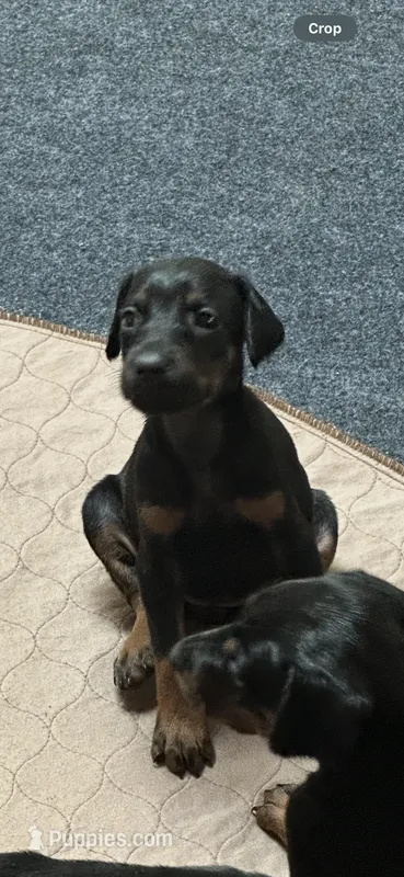 Ginger  – Doberman Pinscher puppy for sale in Evarts, KY