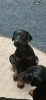 Ginger , a female Doberman Pinscher for sale in Evarts, KY – 2 of 8