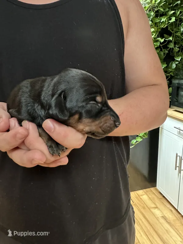 Tank – Doberman Pinscher puppy for sale in Evarts, KY
