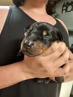 Rumi, a female Doberman Pinscher for sale in Evarts, KY – 4 of 10