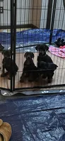 Molly, a female Doberman Pinscher for sale in Evarts, KY – 2 of 9