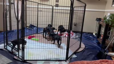 Tank, a male Doberman Pinscher for sale in Evarts, KY – 6 of 7