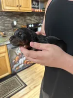 Rumi, a female Doberman Pinscher for sale in Evarts, KY – 2 of 10
