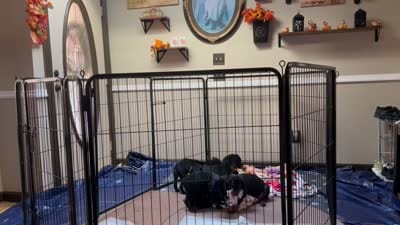 Ginger , a female Doberman Pinscher for sale in Evarts, KY – 7 of 8
