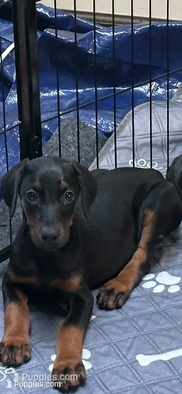 Sassy – Doberman Pinscher puppy for sale in Evarts, KY