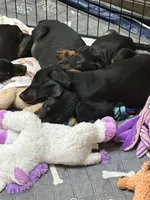 Sassy, a female Doberman Pinscher for sale in Evarts, KY – 7 of 10