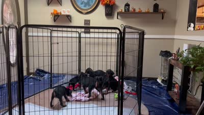 Sassy, a female Doberman Pinscher for sale in Evarts, KY – 10 of 10