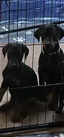 Molly, a female Doberman Pinscher for sale in Evarts, KY – 4 of 9