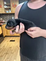 Rumi, a female Doberman Pinscher for sale in Evarts, KY – 6 of 10