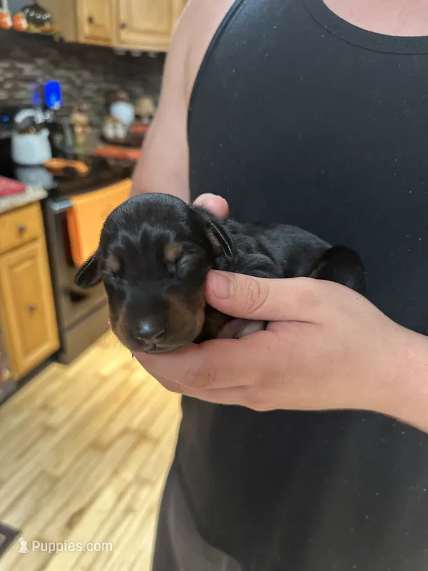 Molly – Doberman Pinscher puppy for sale in Evarts, KY