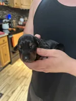 Molly, a female Doberman Pinscher for sale in Evarts, KY – 1 of 1