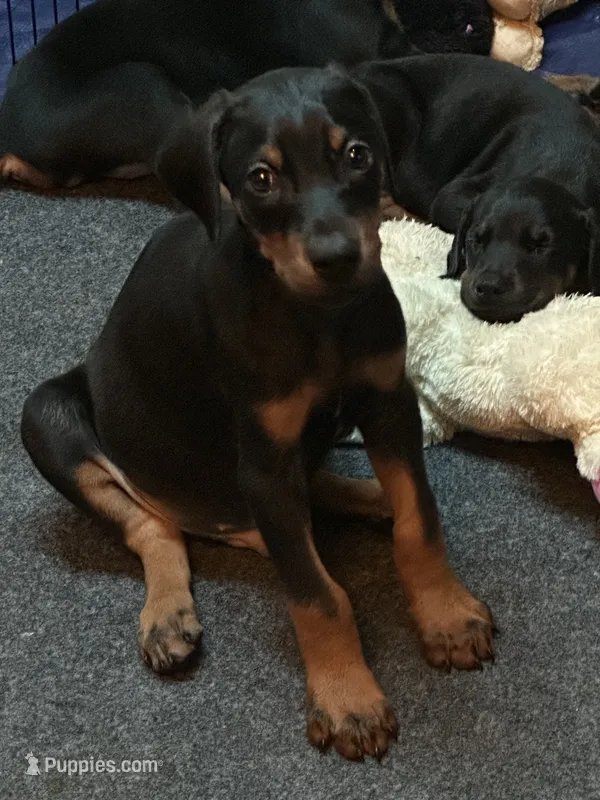 Tank – Doberman Pinscher puppy for sale in Evarts, KY