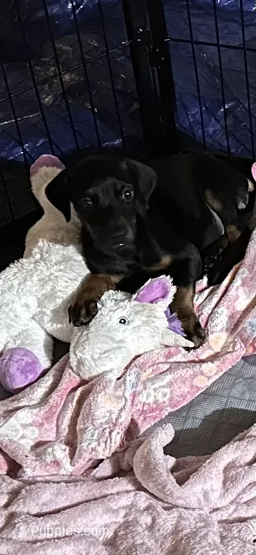 Ginger  – Doberman Pinscher puppy for sale in Evarts, KY