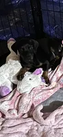 Ginger , a female Doberman Pinscher for sale in Evarts, KY – 1 of 8