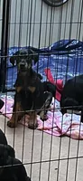 Tank, a male Doberman Pinscher for sale in Evarts, KY – 2 of 7