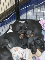 Ginger , a female Doberman Pinscher for sale in Evarts, KY – 4 of 8