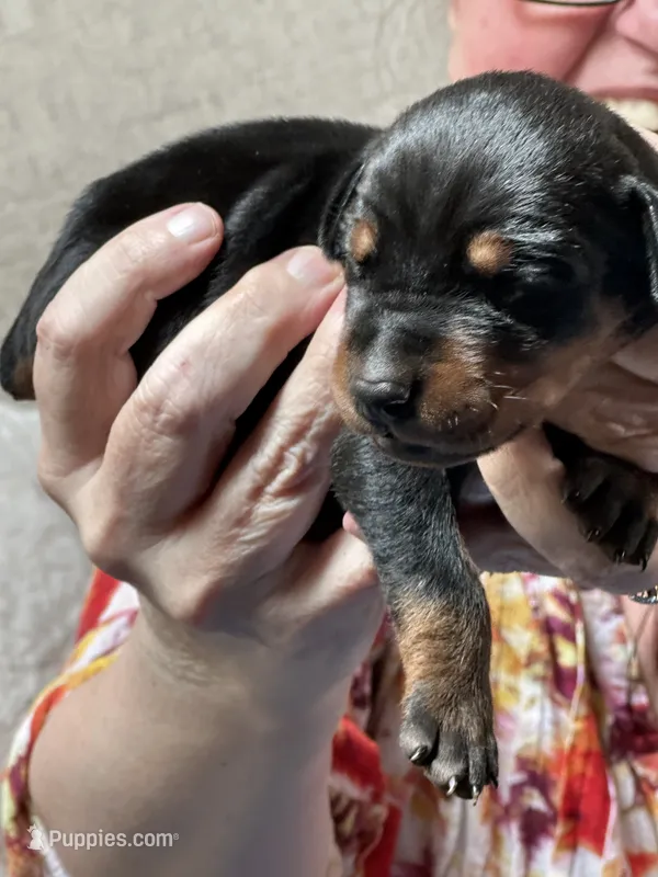 Rumi – Doberman Pinscher puppy for sale in Evarts, KY