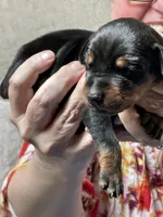 Rumi, a female Doberman Pinscher for sale in Evarts, KY – 1 of 10