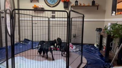 Tank, a male Doberman Pinscher for sale in Evarts, KY – 7 of 7
