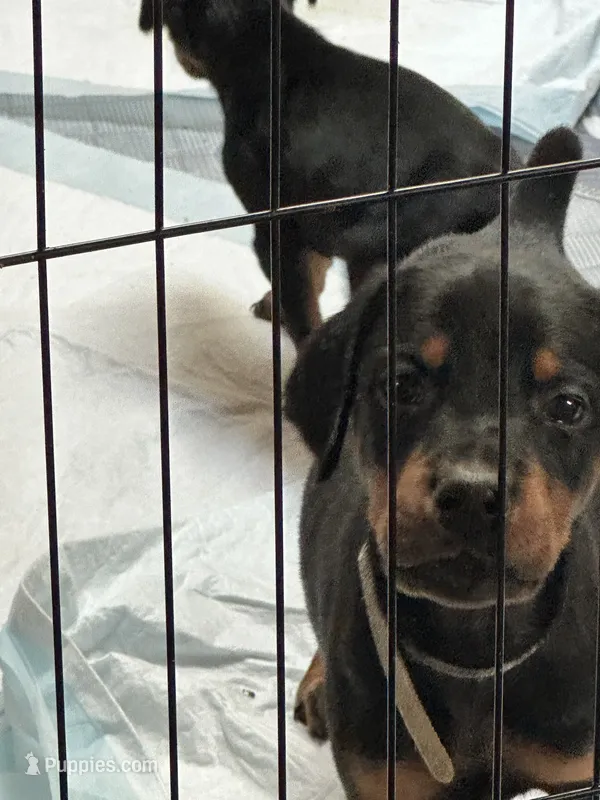 Tank – Doberman Pinscher puppy for sale in Evarts, KY
