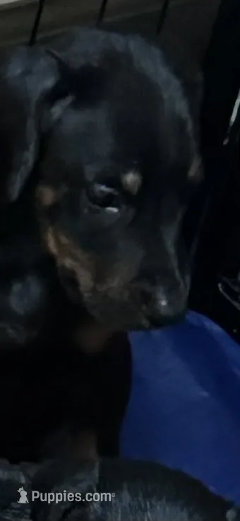 Tank – Doberman Pinscher puppy for sale in Evarts, KY