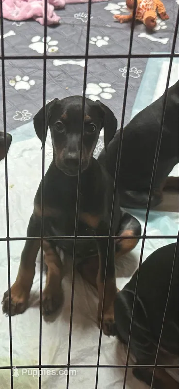 Molly – Doberman Pinscher puppy for sale in Evarts, KY