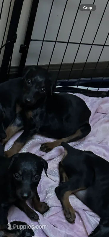 Ginger  – Doberman Pinscher puppy for sale in Evarts, KY