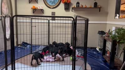 Molly, a female Doberman Pinscher for sale in Evarts, KY – 9 of 9