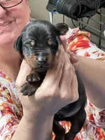 Rumi, a female Doberman Pinscher for sale in Evarts, KY – 9 of 10